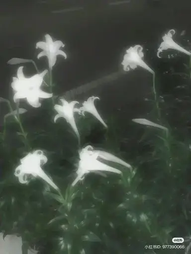 Profile image of Palau