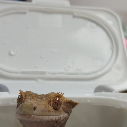 알밤이