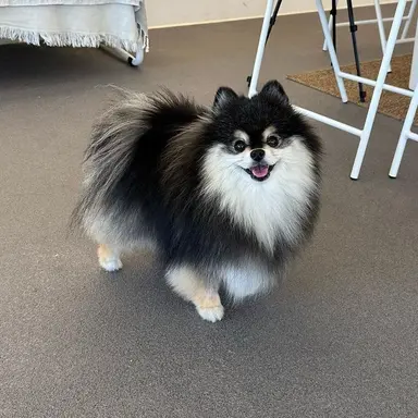 Profile image of 루아