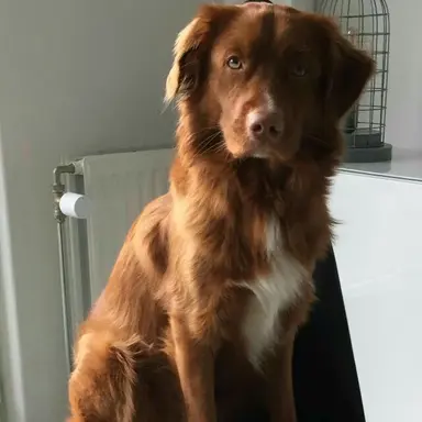 Profile image of 두리