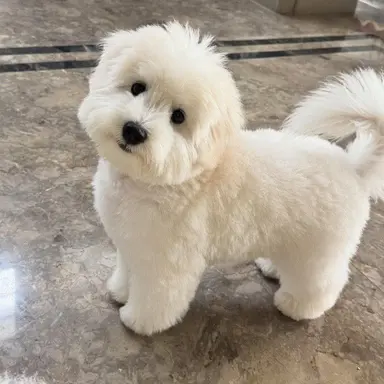 Profile image of 구름이