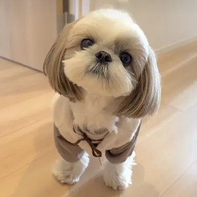 Profile image of 코니