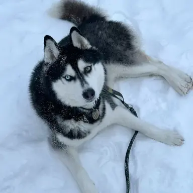 Profile image of 토르