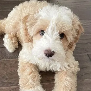 Profile image of 모카