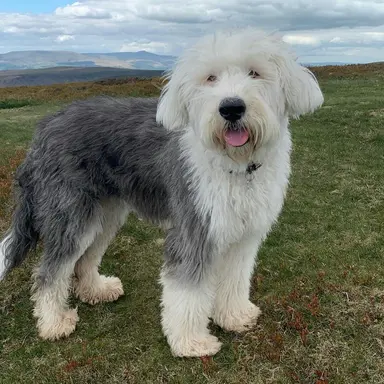 Profile image of 뭉치