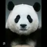 Profile image of 판다