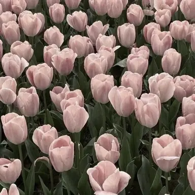 Profile image of 하세린