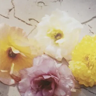 Profile image of スンリ