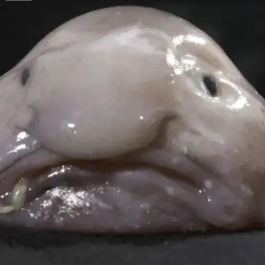 Profile image of 여우