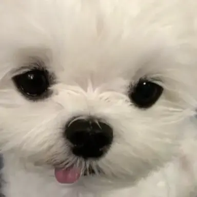 Profile image of りょう
