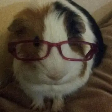 Profile image of さくや