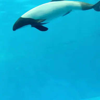 Profile image of モンゴル