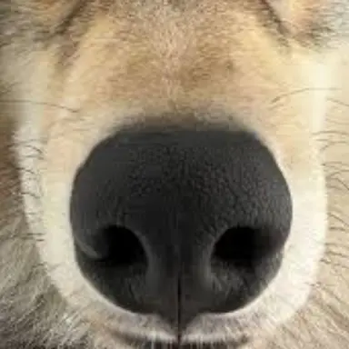 Profile image of 늑대