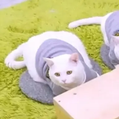 Profile image of 푸딩