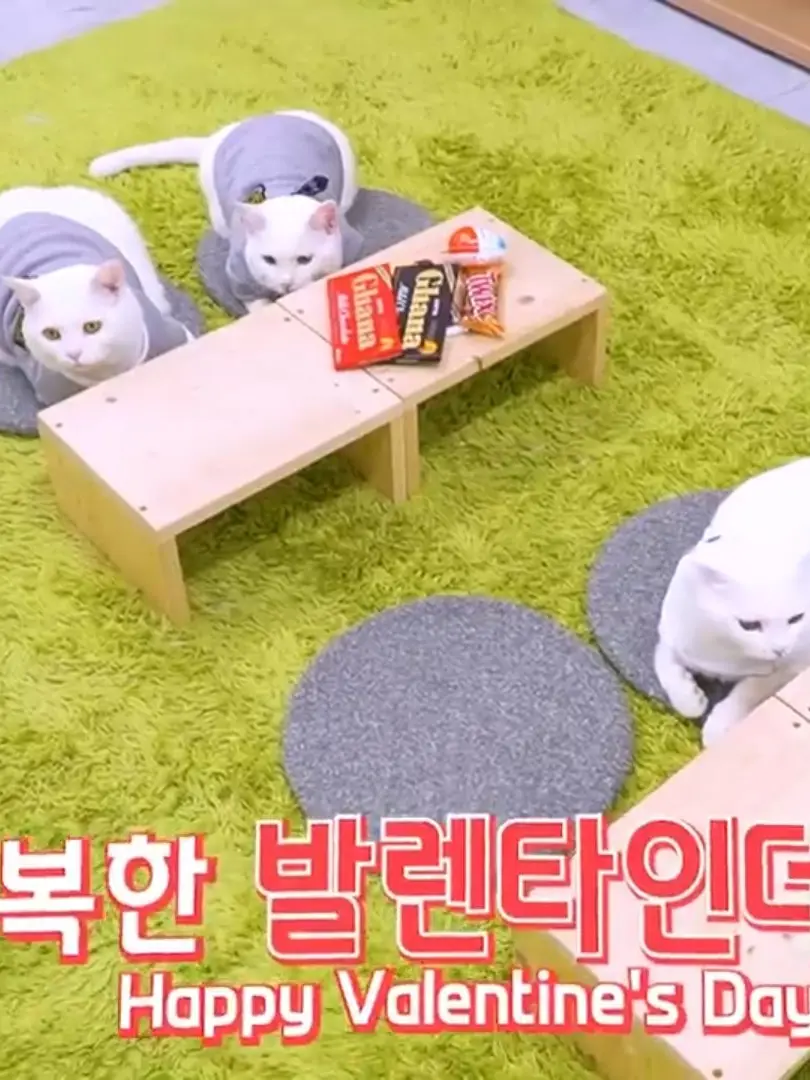 KindBump1892의 고산초등학교