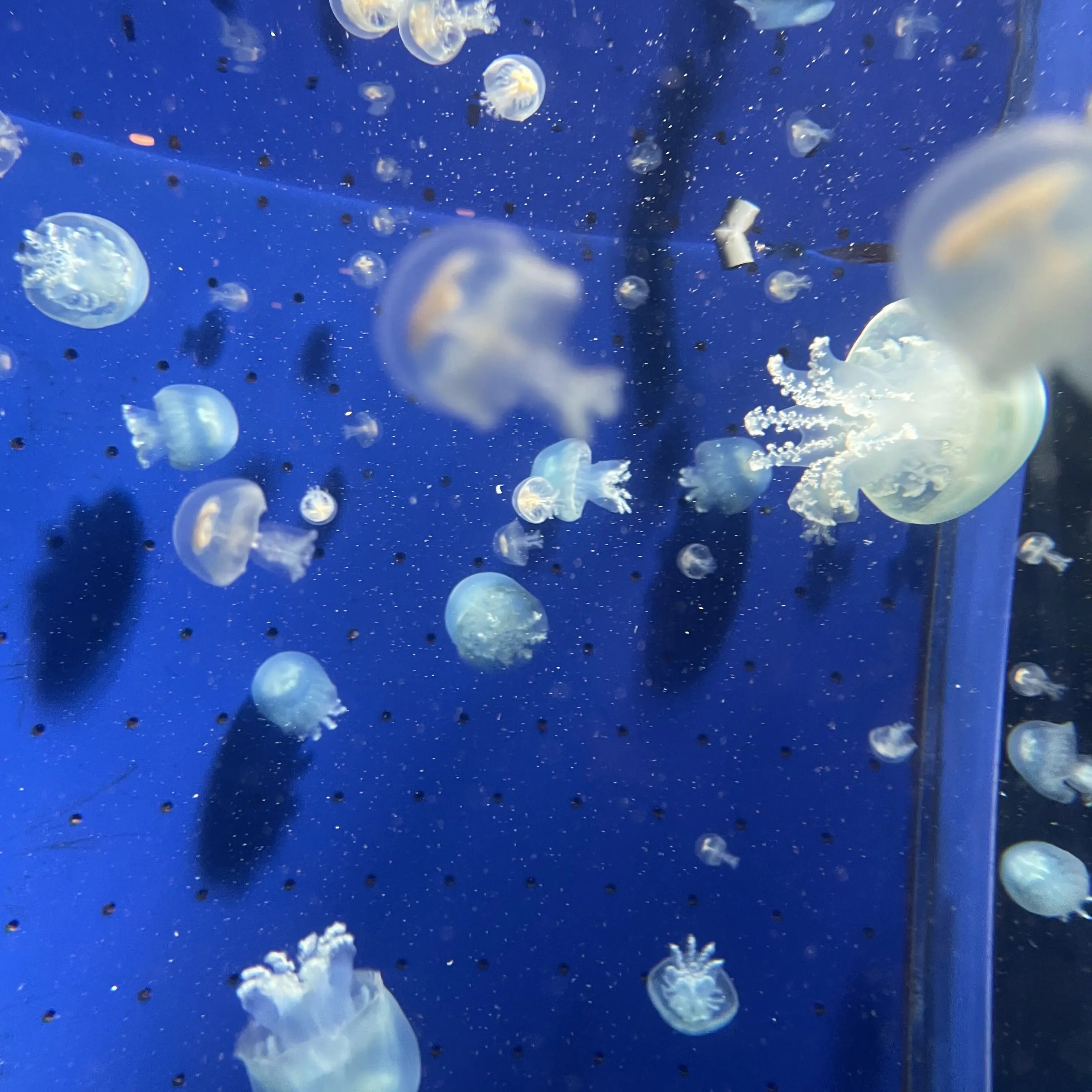 GreatLight0481의 溺愛されてる