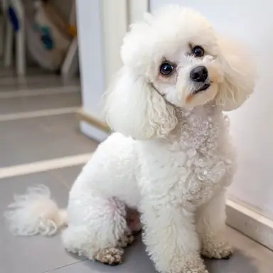 Profile image of 푸들
