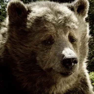 Profile image of Baloo