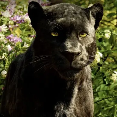 Profile image of Bagheera