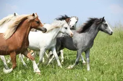 RacialBarb6261의 Horse Herd