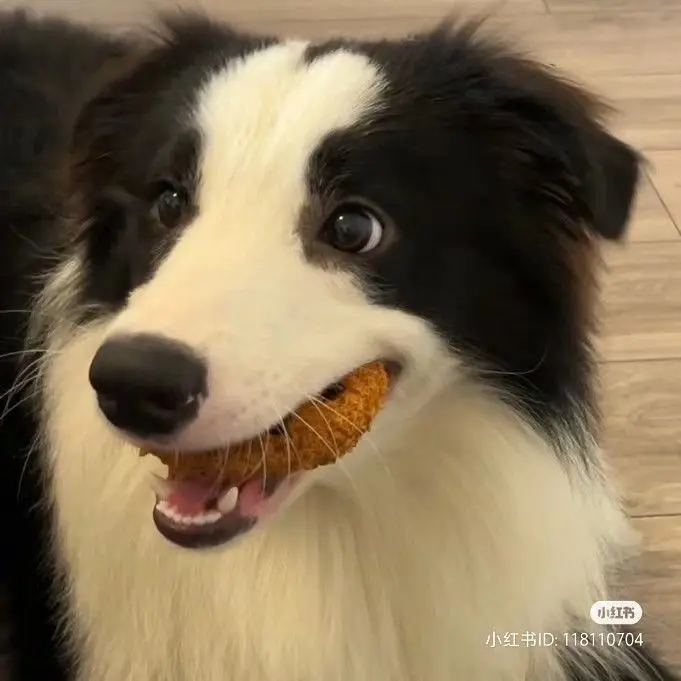 Ddddddog의 보더콜리