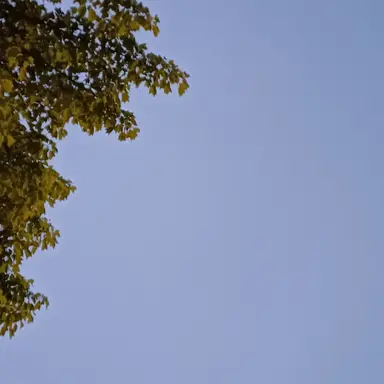 Profile image of 유이