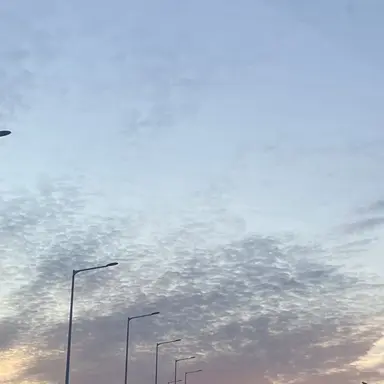 Profile image of 공룡