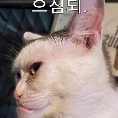 Profile image of 여우
