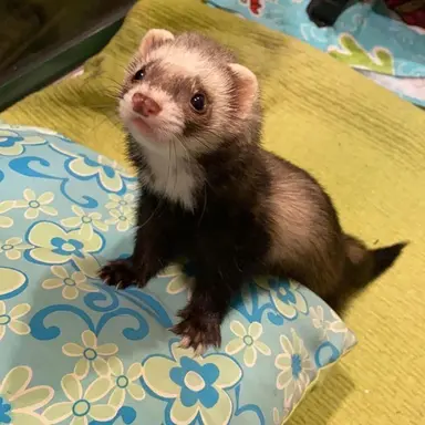 Profile image of 도담이