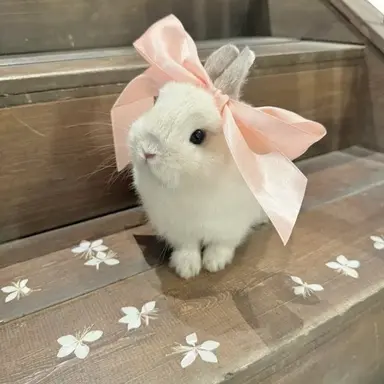 Profile image of 토순이