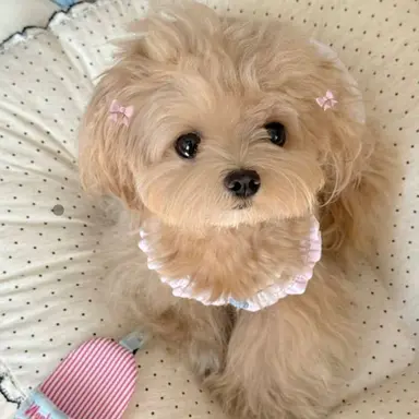 Profile image of 콩이