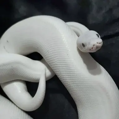 Profile image of 아르반