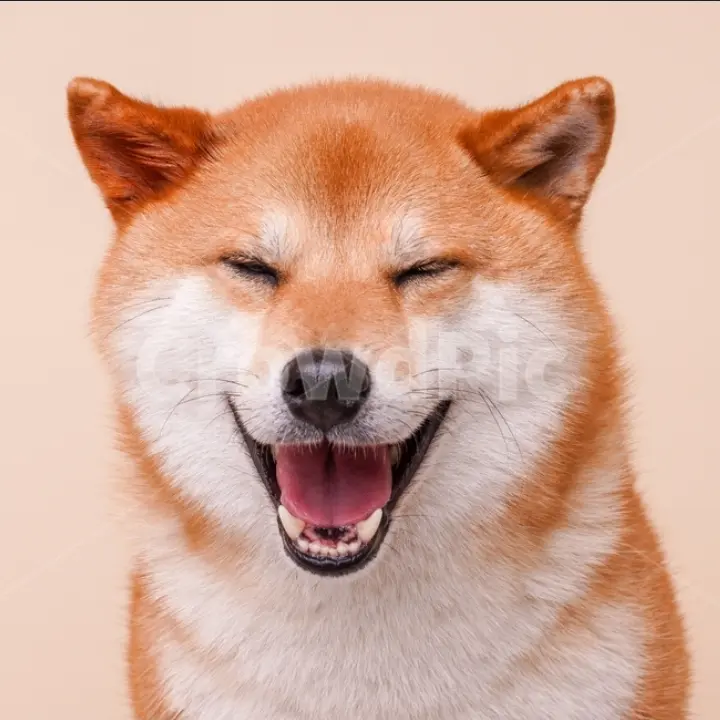 Tdhrvudgdhdh의 시바이누
