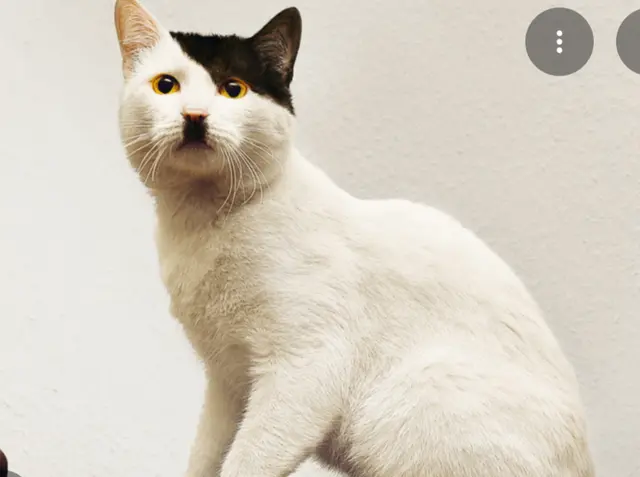 Profile image of Dolfy