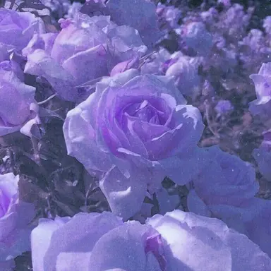 Profile image of 황수현