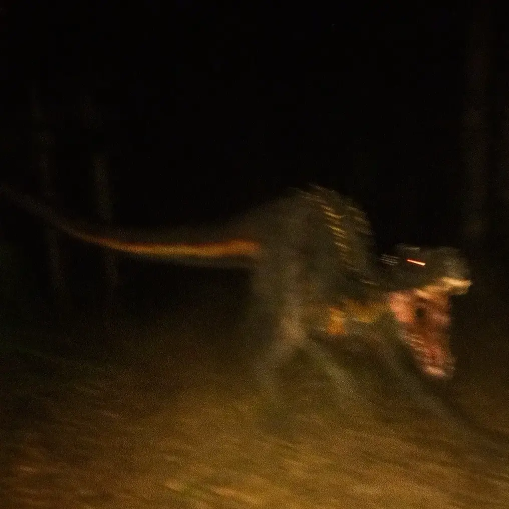 LeafyMiner8050의 인도렙터