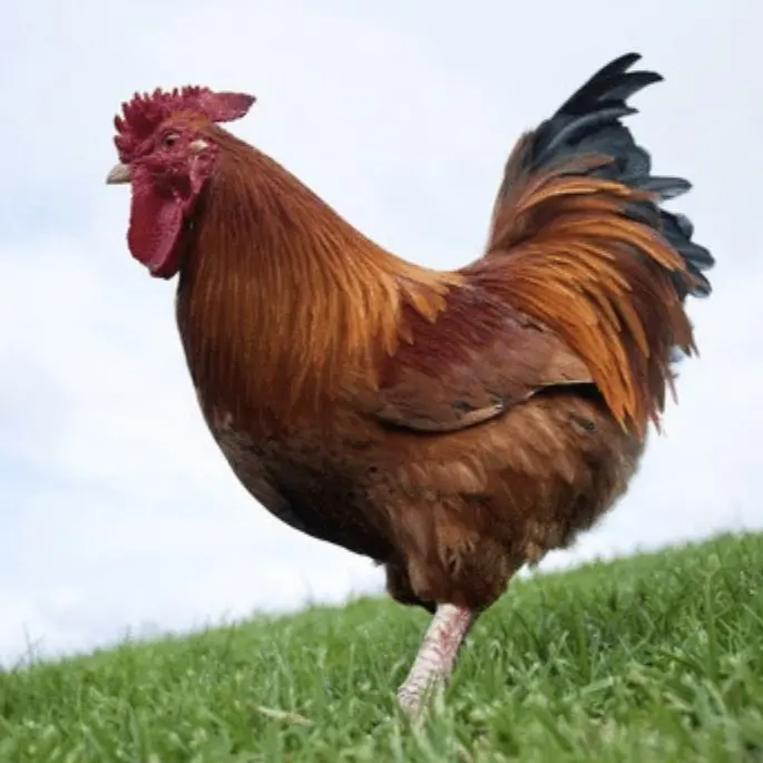 DaftGuest7463의 치킨