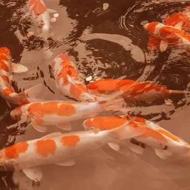 Profile image of 서 은호