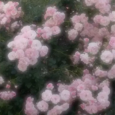 Profile image of あなた