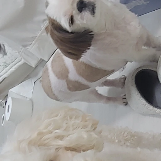 조말랭이