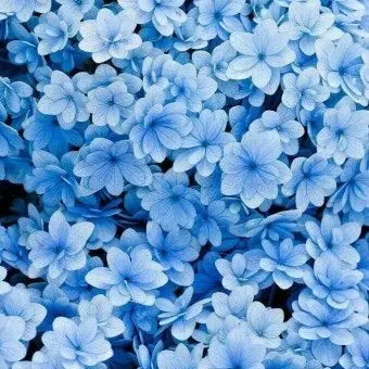 Profile image of 티푸