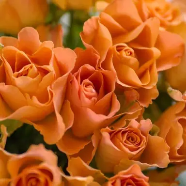 Profile image of 코마