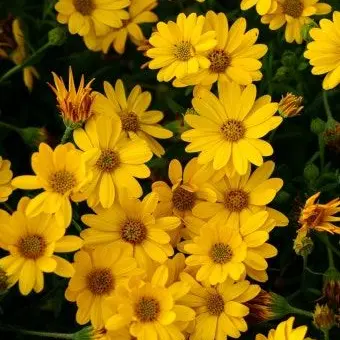 Profile image of 쪼만