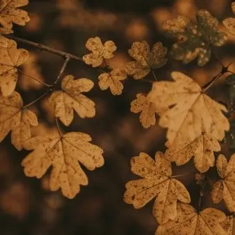 Profile image of 행크