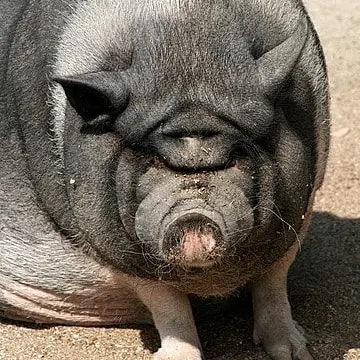 Profile image of 박돼석