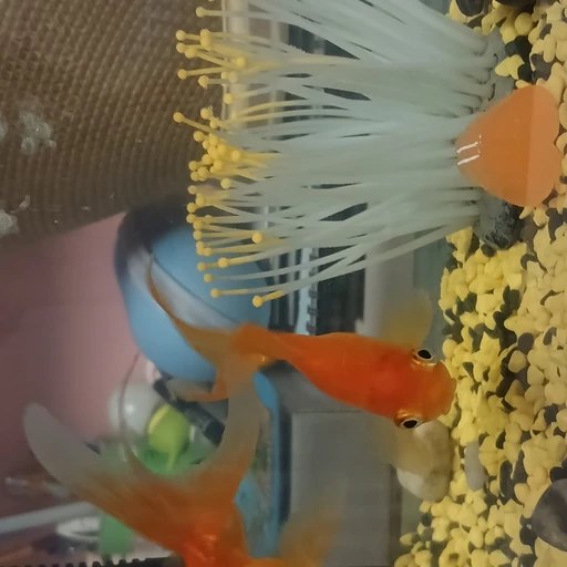 귤이