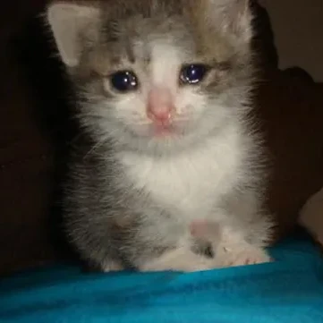 불쌍한 길고양이