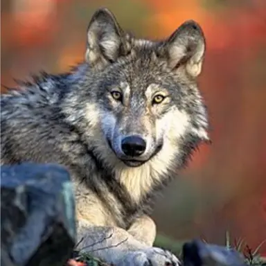 Profile image of 늑대
