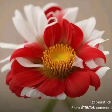 Profile image of Forest