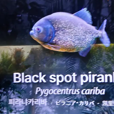 Profile image of 늑대
